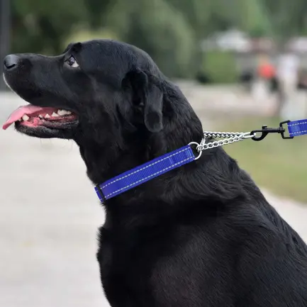 Нашийник для Собак Мартингейл BronzeDog Active нейлоновий зі світловідбиттям Синій M: додаткове фото 5