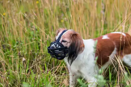 Намордник Trixie Muzzle Flex для собак, силіконовий, S (чорний): додаткове фото 3