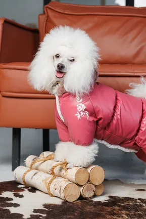 Комбінезон Pet Fashion Cherry S дівчинка для собак: додаткове фото 6