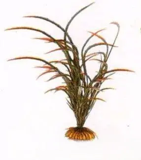 Aquatic Plants (Акватик Плэнтс) Акваріумна рослина, 29 см х 8 шт/уп.
