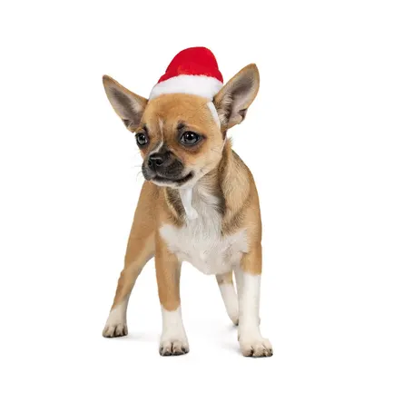 Ковпак Pet Fashion новорічний для собак, розмір XS, червоний: додаткове фото 2