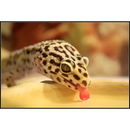Миска для води Repti-Zoo M 20x16x5см (ERB09M): додаткове фото 5