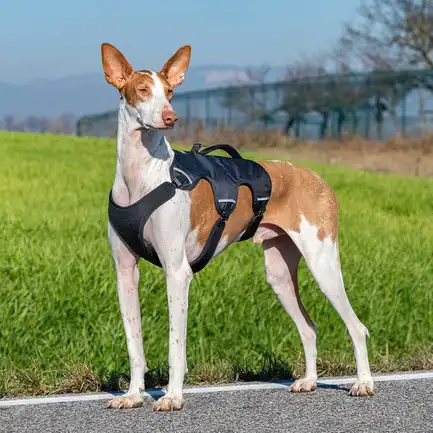 Ferplast ERGOTREKKING XL HARNESS BLACK Ергономічна шлея для собак: додаткове фото 5
