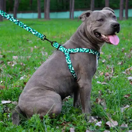 Повідець для Собак Bronzedog Urban Кісточка Нейлоновий Бірюзовий M: додаткове фото 5