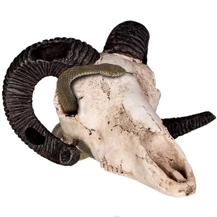 Декорація череп барана Terrario Ram Skull 19x16x11см (191712): додаткове фото 4