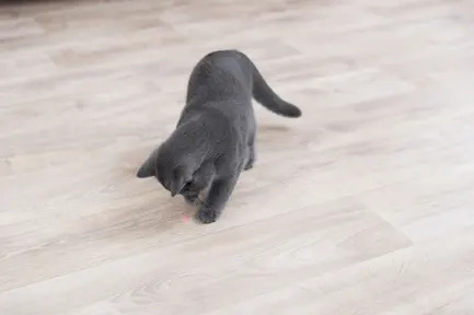 Іграшка Trixie Указка лазерна Moving Light для котів, на стіну, 11 см: додаткове фото 4