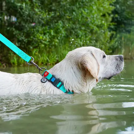 Нашийник для собак водостійкий WAUDOG Waterproof c QR паспортом, світонакоплювальний, пластикова пряжка-фастекс, Ш 25 мм, Дов 38-58 см: додаткове фото 2