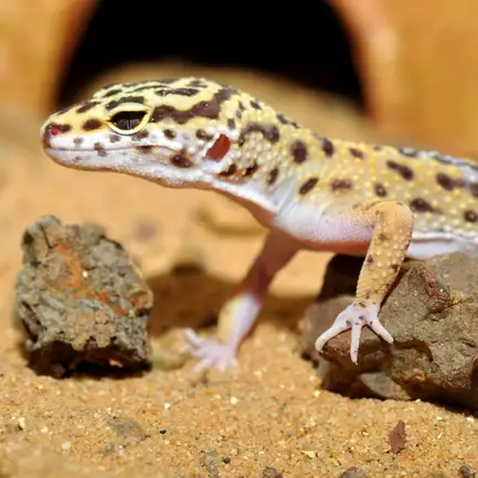 HABISTAT LEOPARD GECKO BEDDING 5 KG (R4100125) субстрат для геконів