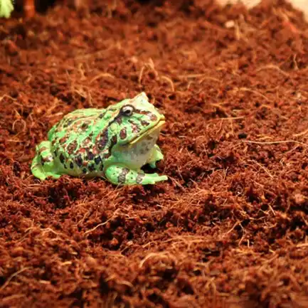 Субстрат тропічний Komodo Tropical Terrain 6л (U46015): додаткове фото 6