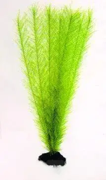 Aquatic Plants (Акватик Плэнтс) Акваріумна рослина, 38 см х 8 шт/уп.