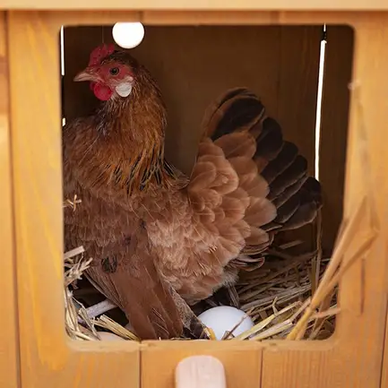 Ferplast CAGE HEN HOUSE 10 Будинок для курей, дерев'яний: додаткове фото 6