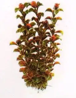 Aquatic Plants (Акватик Плэнтс) Акваріумна рослина, 29 см х 6 шт/уп