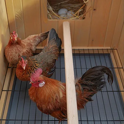 Ferplast CAGE HEN HOUSE 10 Будинок для курей, дерев'яний: додаткове фото 7