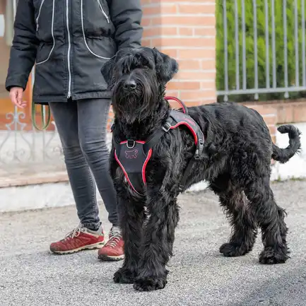 Ferplast GENIUS EX LARGE RED HARNESS нейлонова шлея для тварин червона: додаткове фото 3