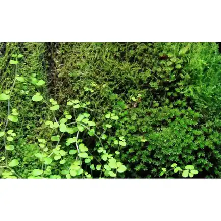 Бавовна з тропічних лісів Wacool Rainforest Plant Cotton M 29х29см (YZM003): додаткове фото 10
