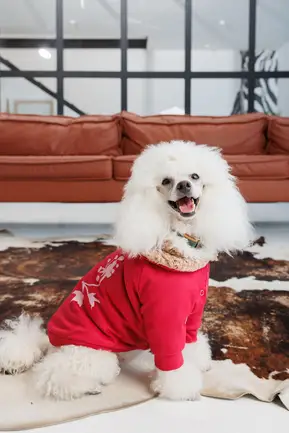 Кардиган Pet Fashion Garcia для собак розмір M: додаткове фото 5