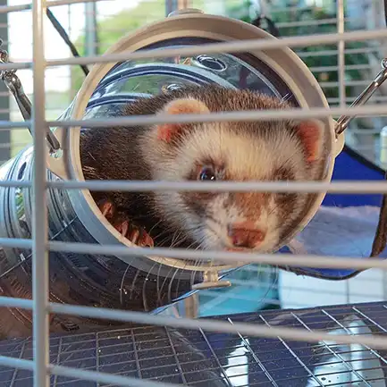 Ferplast CAGE FURET TOWER Клітка для тхорів: додаткове фото 4