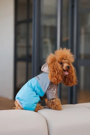 Комбінезон Pet Fashion Сharlie ХS2 для собак: додаткове фото 4