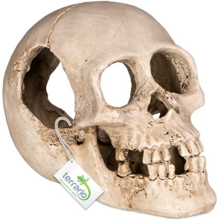 Декорація череп людини Terrario Human Skull XL 15x10x9см (161012)