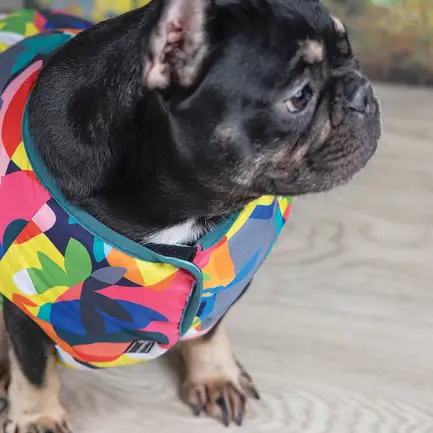 Жилет Pet Fashion «Spring» для собак, розмір XS2, принт: додаткове фото 4