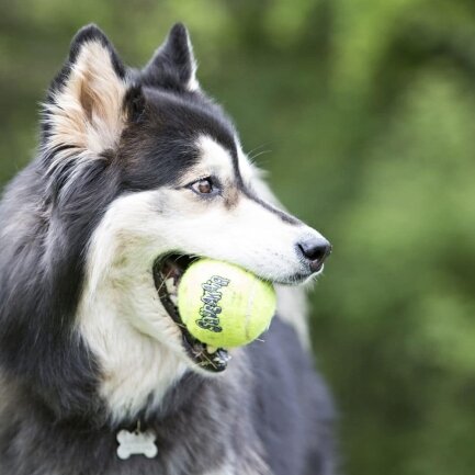 Іграшка KONG AirDog SqueakAir Ball повітряний тенісний м’яч для собак для собак середніх і великих порід, L - 2 шт — Фото 3