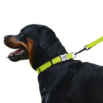 Нашийник для Собак BronzeDog Active Нейлоновий зі Світловідбиттям та Металевою Пряжкою Салатовий L: додаткове фото 4