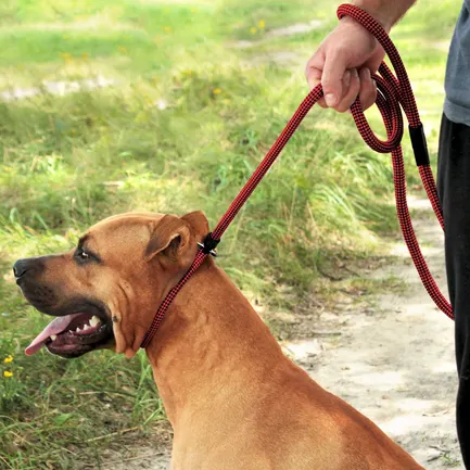 Повідець-Зашморг для Собак Bronzedog Active з Альпіністського Шнура Тренувальний Чорно-Червоний L/XL: додаткове фото 7