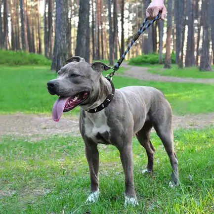 Короткий Повідець для Собак Bronzedog Active з Альпіністського Шнура Світловідбиваючий Чорно-Блакитний L/XL: додаткове фото 6