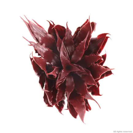 Штучна рослина Repti-Zoo Alternanthera Rosaefolia 20см (TP012): додаткове фото 5