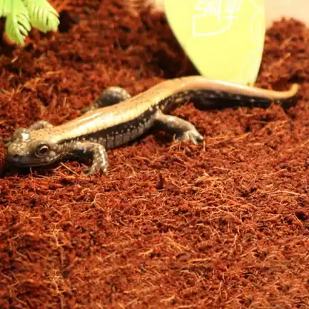 Субстрат тропічний Komodo Tropical Terrain 6л (U46015): додаткове фото 4