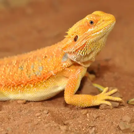 HABISTAT BEARDED DRAGON BEDDING 10 KG (R4100120) субстрат для бородатих агам: додаткове фото 3