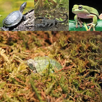 Сфагновий мох Repti-Zoo Sphagnum moss 100г. 4.5л. (SB031): додаткове фото 7