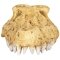 Крокодилячий череп Repti-Zoo Crocodile Skull S 11x6x4см (ERS34S) — Фото 7