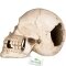 Декорація череп людини Terrario Human Skull XL 15x10x9см (161012) — Фото 12