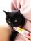 Паста GimCat Every Day Malt-Soft Paste Extra для котів, виведення шерсті зі шлунку, 200 г — Фото 11