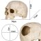 Декорація череп людини Terrario Human Skull 14x11x11см (151211) — Фото 8