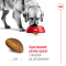 Сухий корм Royal Canin MAXI ADULT для дорослих собак великих порід 15 кг — Фото 9