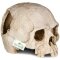 Декорація череп людини Terrario Human Skull 14x11x11см (151211) — Фото 11