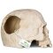 Декорація череп людини Terrario Human Skull 14x11x11см (151211) — Фото 12