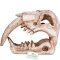 Декорація череп тигра Terrario Sabertooth Skull 13x8,5x11см (15911) — Фото 12