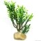 Штучна рослина кактус Hobby Euphorbia M 15x7x17см (36999) — Фото 2