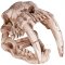 Декорація череп тигра Terrario Sabertooth Skull 13x8,5x11см (15911) — Фото 13