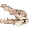 Декорація череп крокодила Terrario Crocodile Skull XL 23x11x16см (251115) — Фото 11