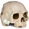 Декорація череп людини Terrario Human Skull 14x11x11см (151211) — Фото 7