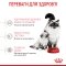 Сухий корм Royal Canin MOTHER&amp;BABYCAT для кошенят всіх порід 8 кг +2 кг — Фото 13