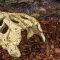 Крокодилячий череп Repti-Zoo Crocodile Skull S 11x6x4см (ERS34S) — Фото 11