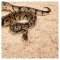 Субстрат з тополі 2.4л Repti-Zoo Aspen Snake Bedding (SB001) — Фото 8