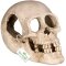 Декорація череп людини Terrario Human Skull XL 15x10x9см (161012) — Фото 7