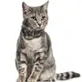 Нашийник для котів шкіряний Classic одинарний з срібним тисненням Море Чорний 2XS