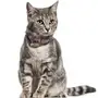 Нашийник для котів шкіряний Classic одинарний з срібним тисненням Море Рожевий 2XS